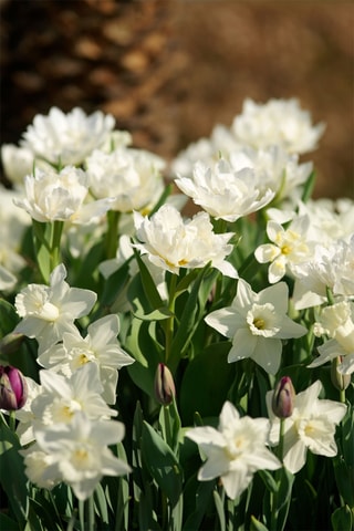 15 narcisos 'Mount Hood'