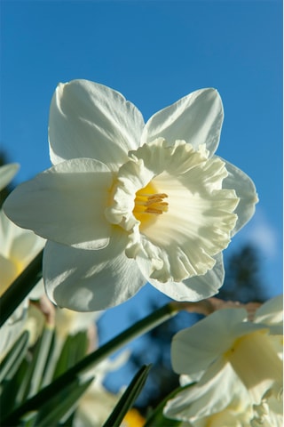15 narcisos 'Mount Hood'