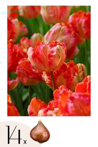14 tulipas 'Apricot Parrot'