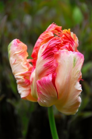 14 tulipas 'Apricot Parrot'