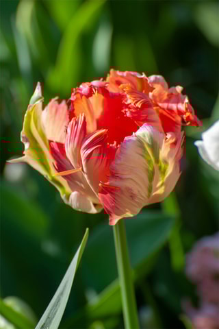 14 tulipas 'Apricot Parrot'