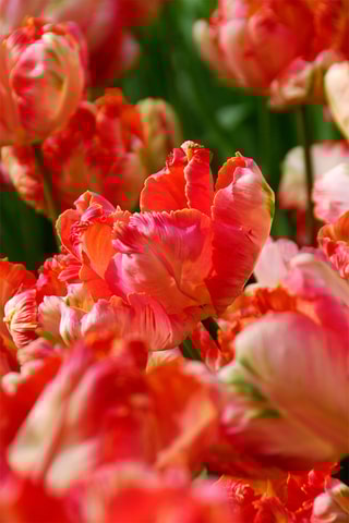 14 tulipas 'Apricot Parrot'