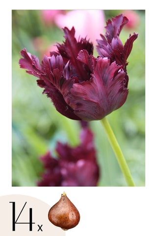 14 tulipas 'Black Parrot'