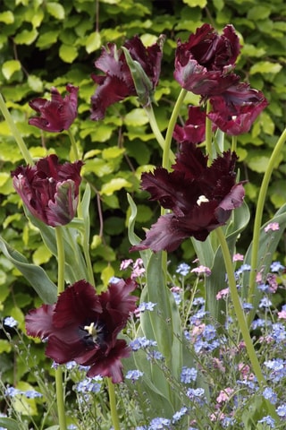 14 tulipas 'Black Parrot'