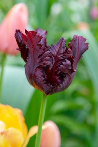 14 tulipas 'Black Parrot'