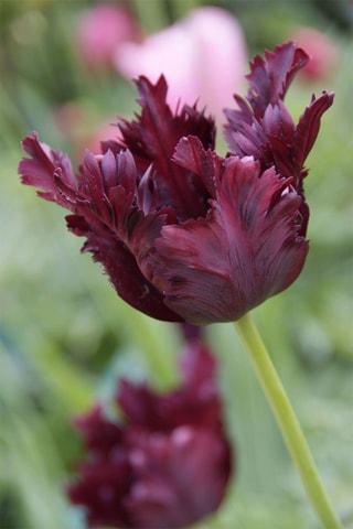 14 tulipas 'Black Parrot'