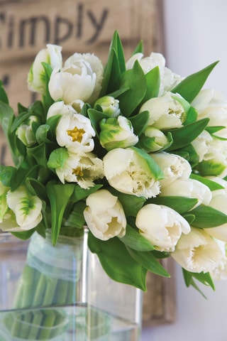 14 tulipas 'Northcap'