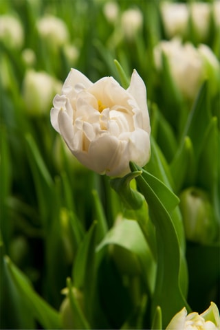 14 tulipas 'Northcap'
