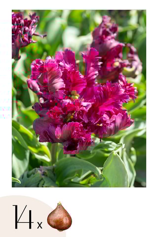 14 tulipas 'Parrot Negrita'