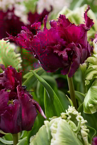 14 tulipas 'Parrot Negrita'