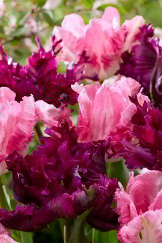 14 tulipas 'Parrot Negrita'