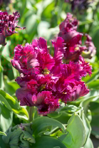 14 tulipas 'Parrot Negrita'
