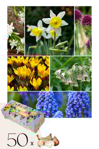 50 flores para insetos