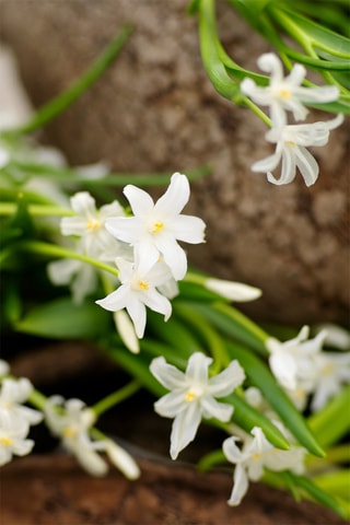 50 flores para insetos