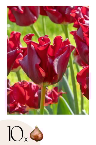 10 tulipas 'Red Dress'