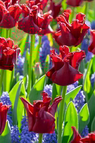 10 tulipas 'Red Dress'