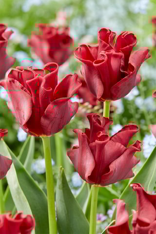 10 tulipas 'Red Dress'