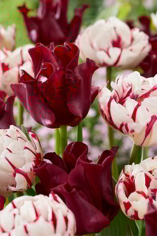 10 tulipas 'Red Dress'