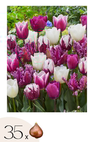 35 tulipas 'Pastel Mix'
