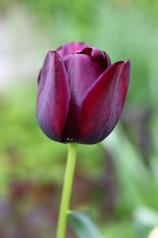 35 tulipas 'Pastel Mix'