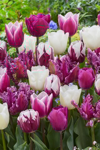 35 tulipas 'Pastel Mix'