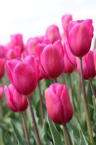35 tulipas 'Pastel Mix'