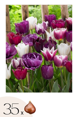 35 tulipas 'Blueberry Mix'