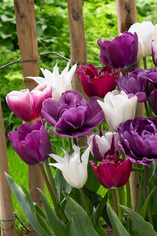 35 tulipas 'Blueberry Mix'
