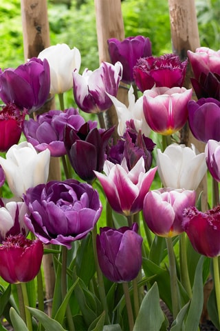 35 tulipas 'Blueberry Mix'