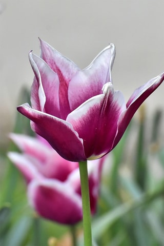 35 tulipas 'Blueberry Mix'