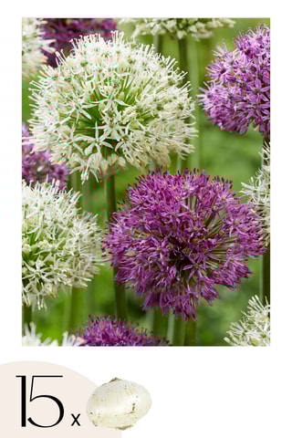 15 alho-ornamental Purple White mix