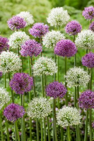 15 alho-ornamental Purple White mix