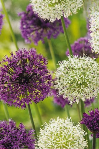 15 alho-ornamental Purple White mix