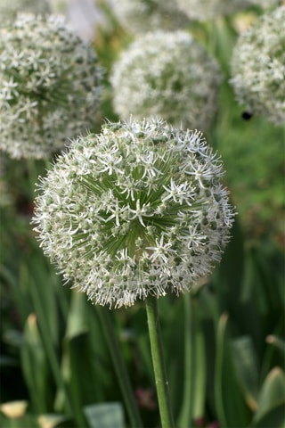 15 alho-ornamental Purple White mix
