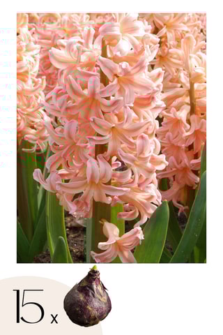 15 Jacintos 'Gipsy Queen'