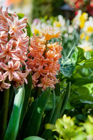 15 Jacintos 'Gipsy Queen'