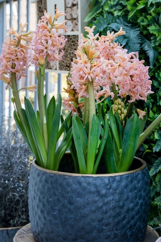 15 Jacintos 'Gipsy Queen'