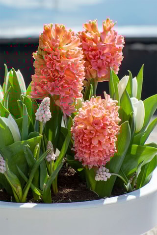 15 Jacintos 'Gipsy Queen'