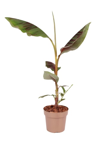 Banana vermelha 'Musa Maurelli' - Altura entregue 55-70 cm