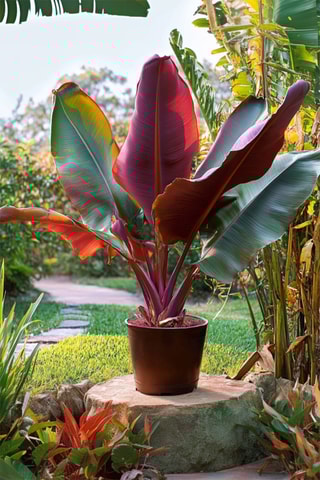 Banana vermelha 'Musa Maurelli' - Altura entregue 55-70 cm