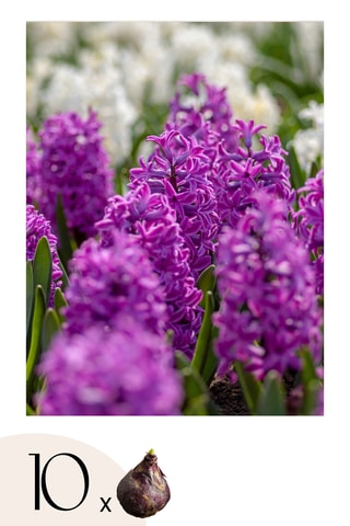 10 jacintos 'Purple Voice'