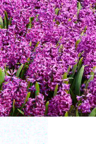 10 jacintos 'Purple Voice'