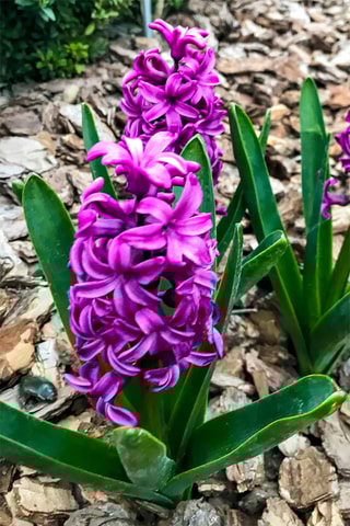 10 jacintos 'Purple Voice'