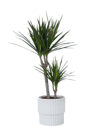 Dracaena 'Dragon tree' - Altura entregue 70-80 cm