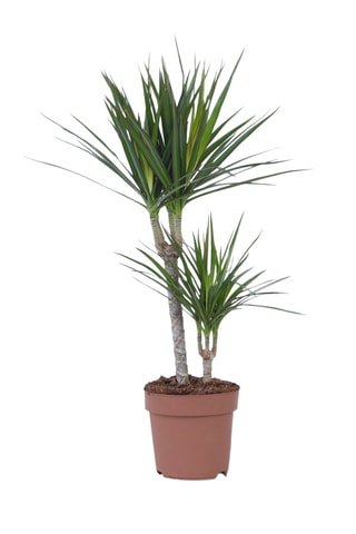 Dracaena 'Dragon tree' - Altura entregue 70-80 cm