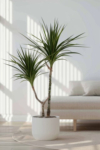 Dracaena 'Dragon tree' - Altura entregue 70-80 cm