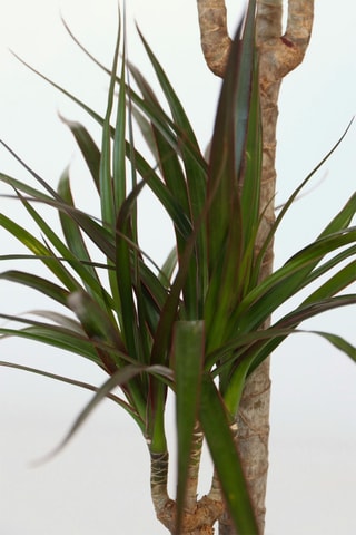Dracaena 'Dragon tree' - Altura entregue 70-80 cm
