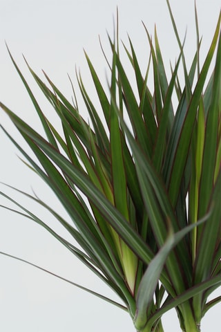 Dracaena 'Dragon tree' - Altura entregue 70-80 cm