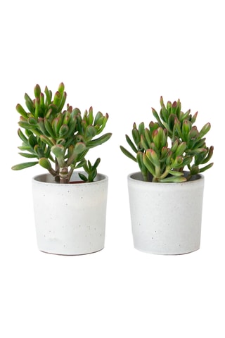 2 árvores de jade Crassula ovata 'Gollum' - Altura entregue 20-25 cm