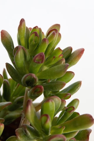 2 árvores de jade Crassula ovata 'Gollum' - Altura entregue 20-25 cm
